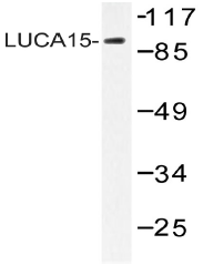 AP20525PU-N - RBM5 / LUCA15