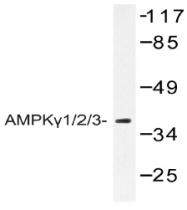 AP20529PU-N - AMPK gamma-1/2/3