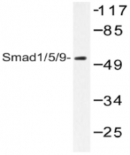 AP20533PU-N - SMAD1
