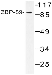 AP20538PU-N - ZNF148
