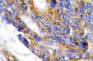 AP20544PU-N - Collagen type I alpha 2 chain
