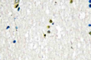 AP20546PU-N - DNA ligase 1