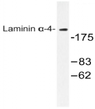 AP20549PU-N - Laminin alpha 4