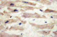 AP20549PU-N - Laminin alpha 4