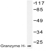 AP20560PU-N - Granzyme H (GZMH)