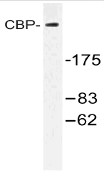 AP20561PU-N - CREB-binding protein
