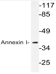 AP20568PU-N - Annexin A1 / ANXA1