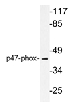 AP20365PU-N - NCF1