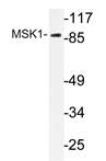 AP20352PU-N - RPS6KA5 / MSK1
