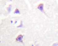 AP20335PU-N - ERBB4 / HER4