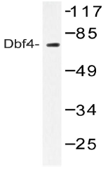 AP20463PU-N - DBF4 / ASK