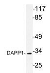 AP20333PU-N - DAPP1