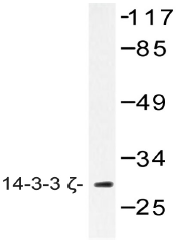 AP20468PU-N - 14-3-3 protein zeta/delta