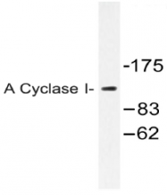 AP20473PU-N - Adenylate cyclase type 1