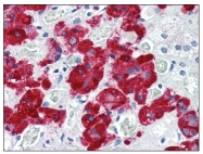 AM05628PU-S - VAMP-2 / Synaptobrevin-2