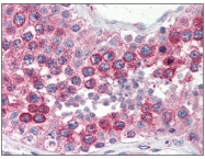 AM05628PU-S - VAMP-2 / Synaptobrevin-2