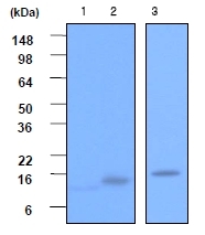 AM05628PU-S - VAMP-2 / Synaptobrevin-2
