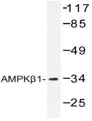 AP20479PU-N - AMPK beta-1 chain / AMPKb