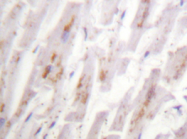 AP20297PU-N - Alpha-crystallin B chain / CRYA2