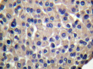 AP20295PU-N - CD227 / Mucin-1 / MUC1