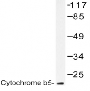 AP20483PU-N - CYB5R3