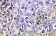 AP20485PU-N - Granzyme K (GZMK)