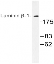 AP20487PU-N - Laminin beta-1 / LAMB1