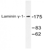 AP20488PU-N - Laminin gamma 1