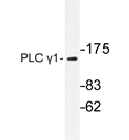 AP20282PU-N - PLCG1
