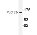 AP20281PU-N - PLCB3