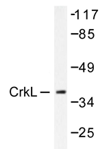 AP20279PU-N - CRKL