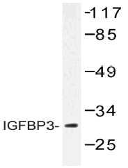 AP20503PU-N - IGFBP3