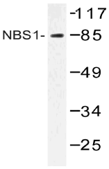AP20504PU-N - Nibrin