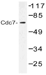 AP20508PU-N - CDC7