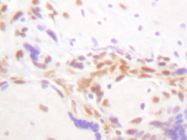 AP20245PU-N - Histone H4