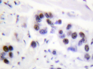 AP20244PU-N - Histone H4
