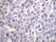 AP20243PU-N - Histone H4