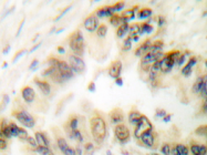 AP20242PU-N - Histone H3