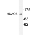 AP20236PU-N - HDAC6