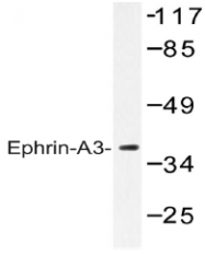 AP20385PU-N - Ephrin-A3