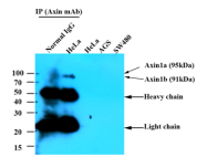 AM09377PU-N - Axin-1