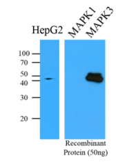 AM09379PU-N - MAPK3 / ERK1