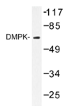 AP20433PU-N - DMPK