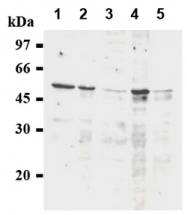 AM20281AF-N - Cyclin A2