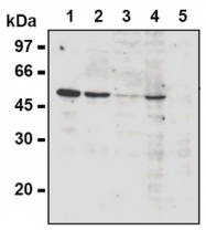 AM20282AF-N - Cyclin A2