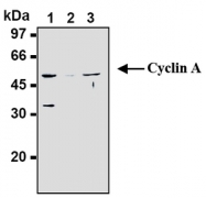 AM20282AF-N - Cyclin A2