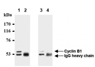 AM20284AF-N - Cyclin B1