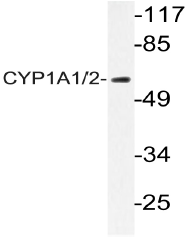 AP20396PU-N - CYP1A1