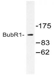 AP20400PU-N - BUB1B