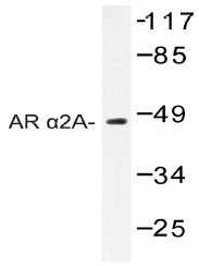 AP20407PU-N - Alpha-2A adrenergic receptor / ADRA2A
